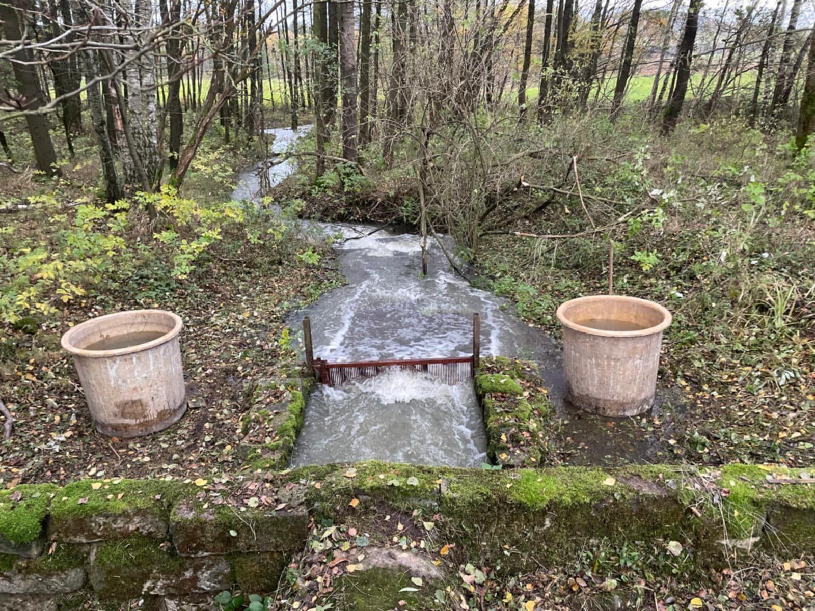 Výlov tůň č.4 (25.10.2025)