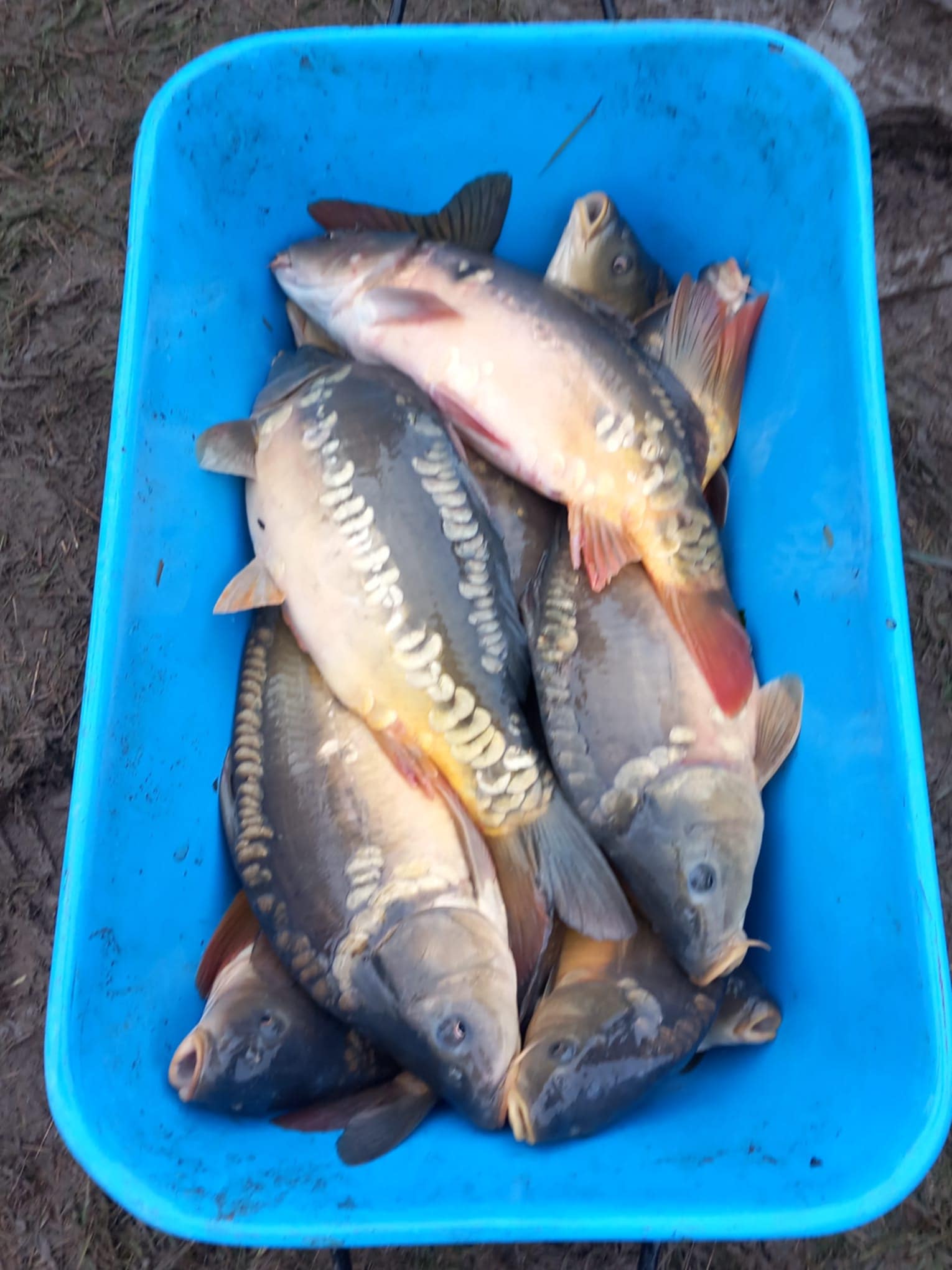 Výlov tůň č.4 (25.10.2025)