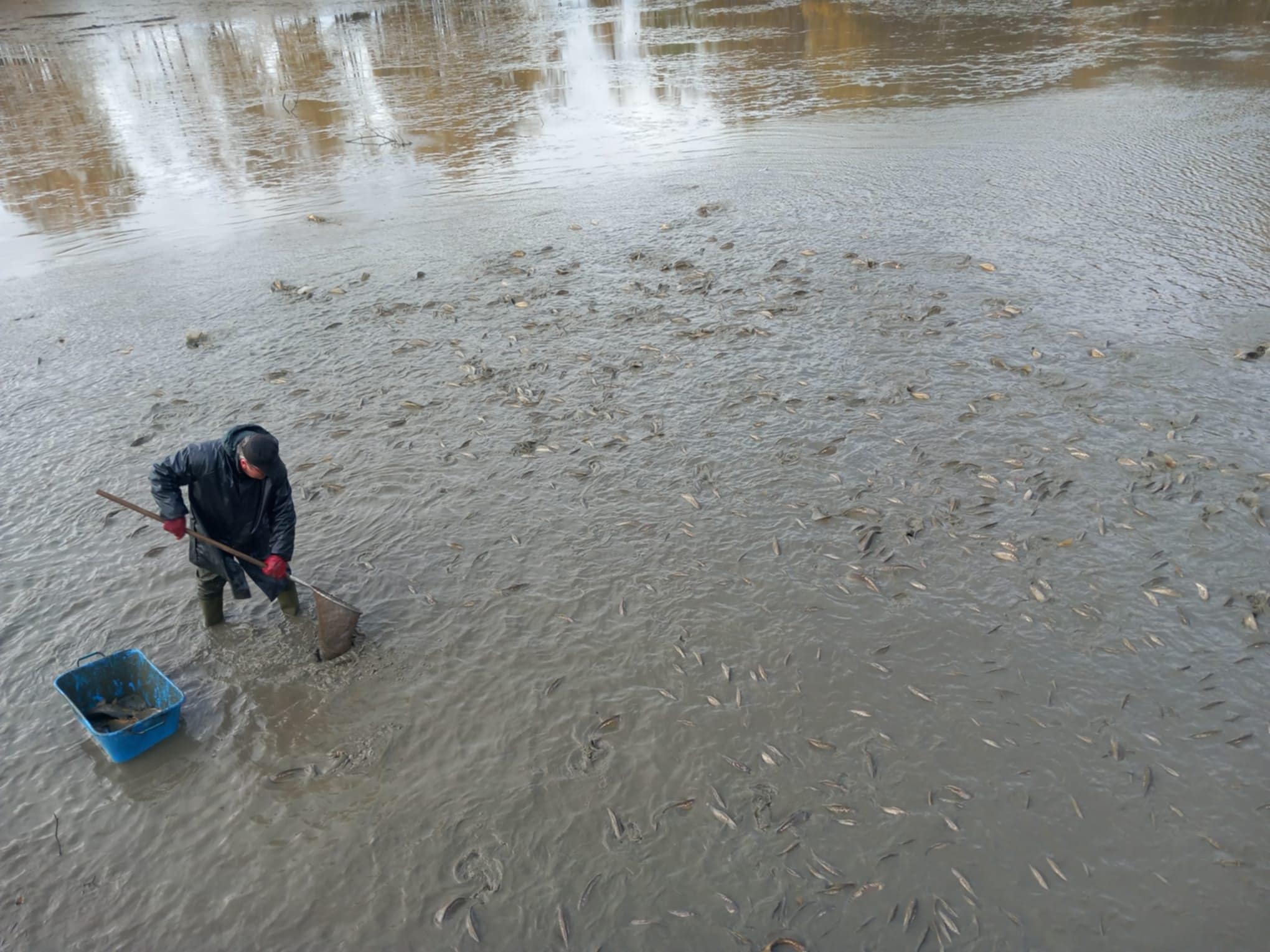 Výlov tůň č.4 (25.10.2025)