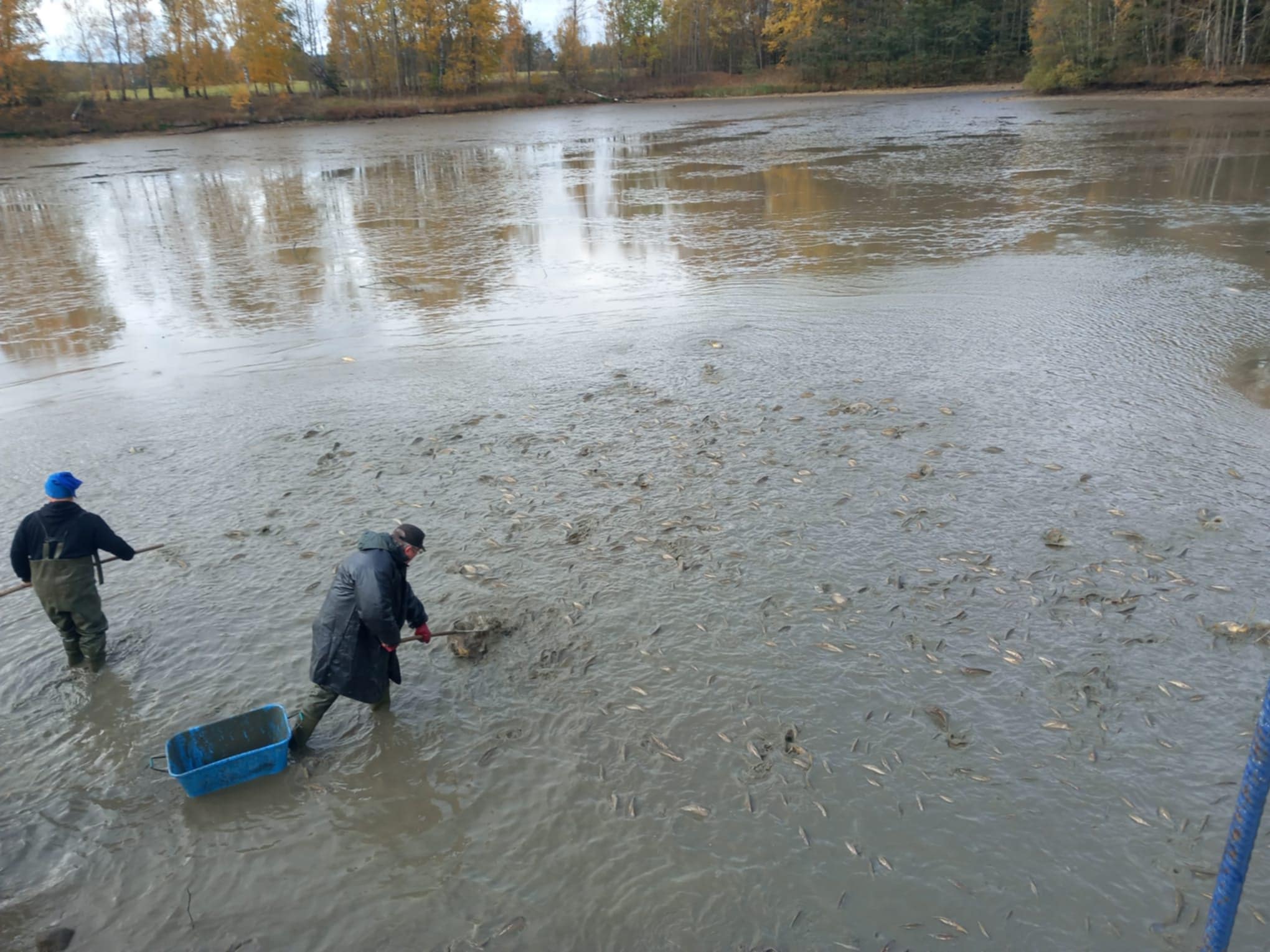 Výlov tůň č.4 (25.10.2025)